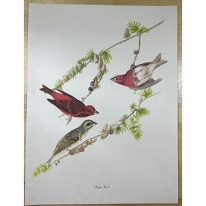 Audubon Birds of America Print Vtg 1950 R T Peterson 9 x 12